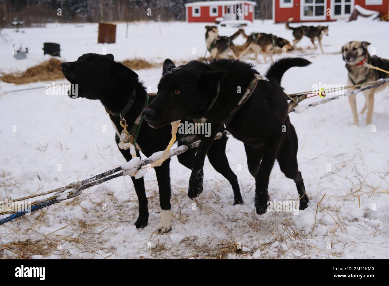 Alaska Huskies starke und robuste Schlittenhunde. Ein Hund bellt andere Sprünge. Zwei schwarze