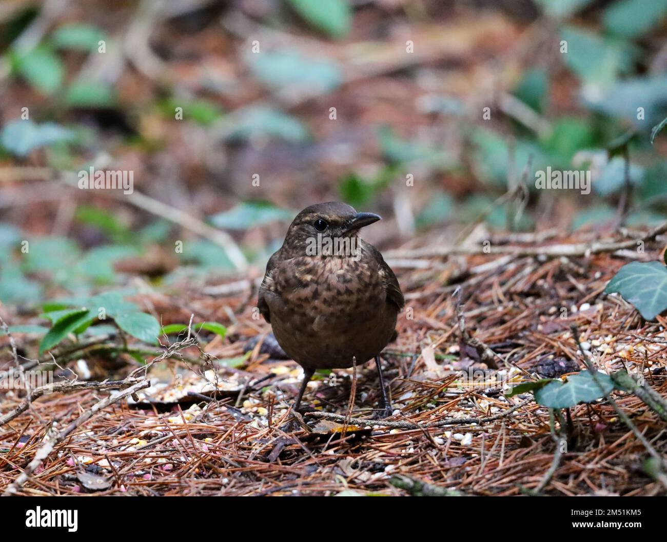 Weibliche Blackbird auf Waldboden Stockfoto