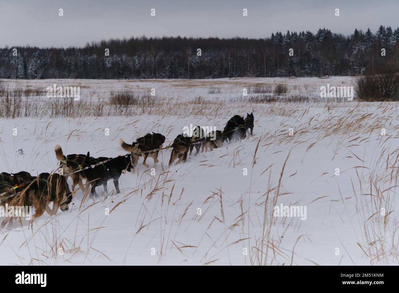 Das Team von Alaska Huskies schafft sich im Winter durch Schneetreiben auf dem Feld. Wettkämpfe und Training von Schlittenhunden. Starke und robuste sportliche Mestizos o Stockfoto
