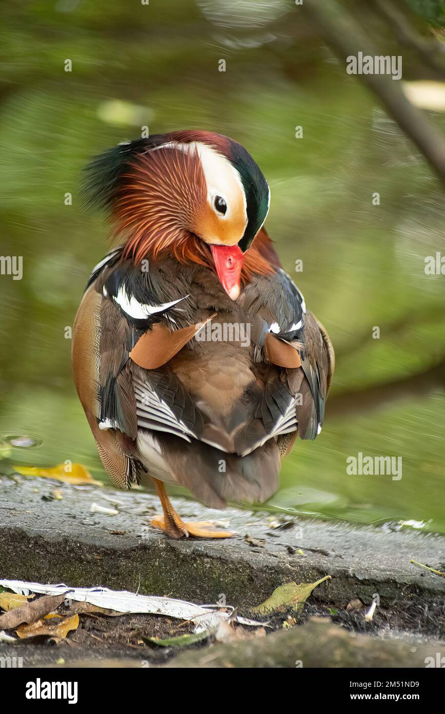 Nahaufnahme einer Mandarinente Stockfoto