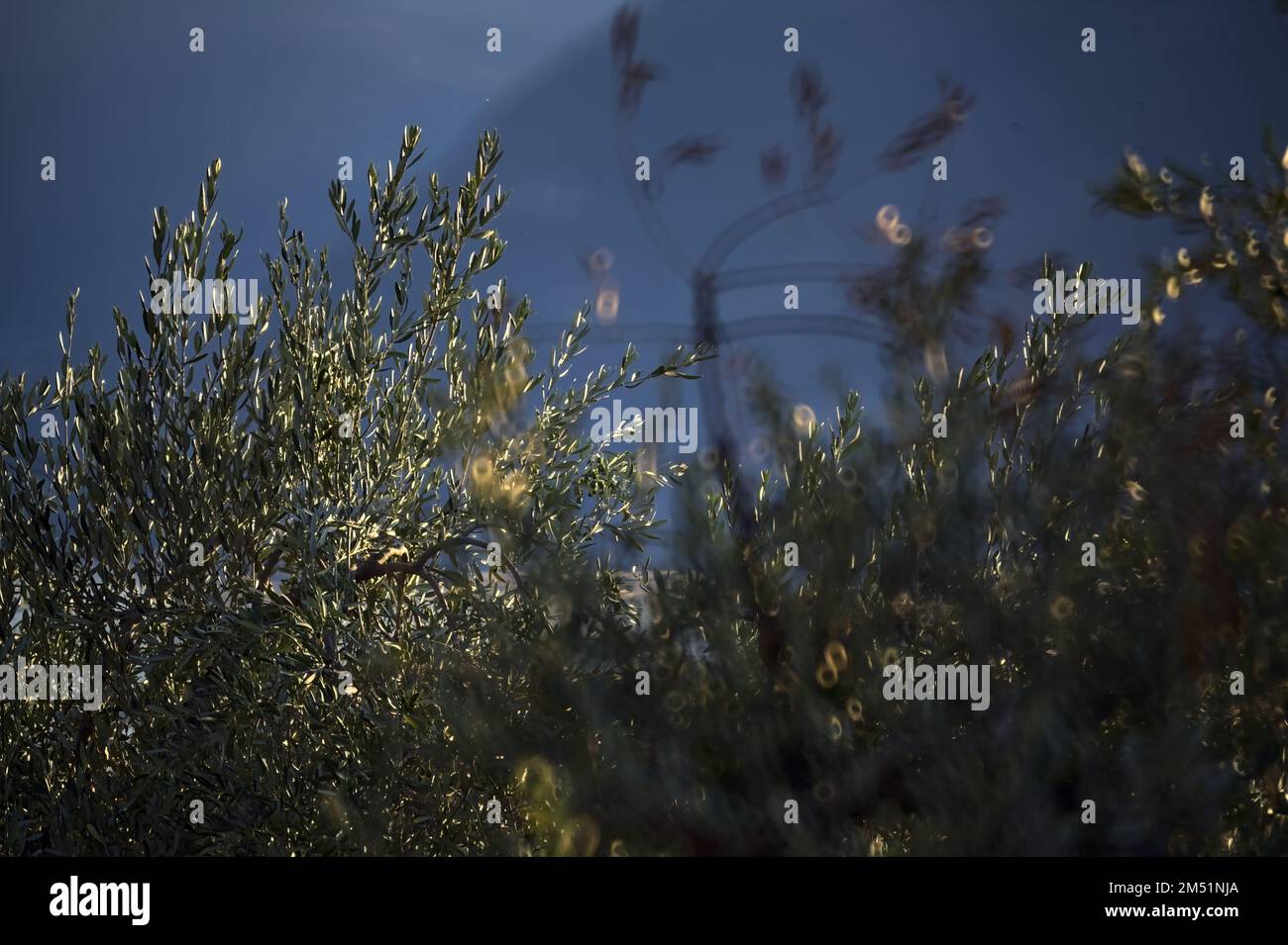 Olivenhain an einem bewölkten Tag mit einem Bergkamm im Hintergrund Stockfoto