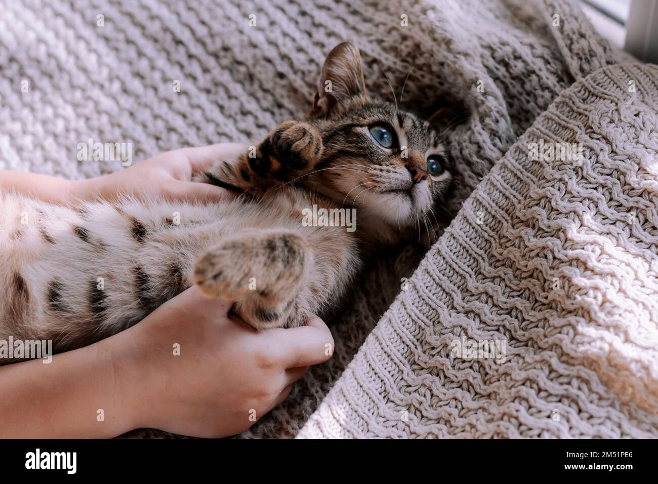 Süßes gestreiftes Kätzchen auf einer Decke. Das Kind spielt mit einem Kätzchen. Hauskatze. Stockfoto