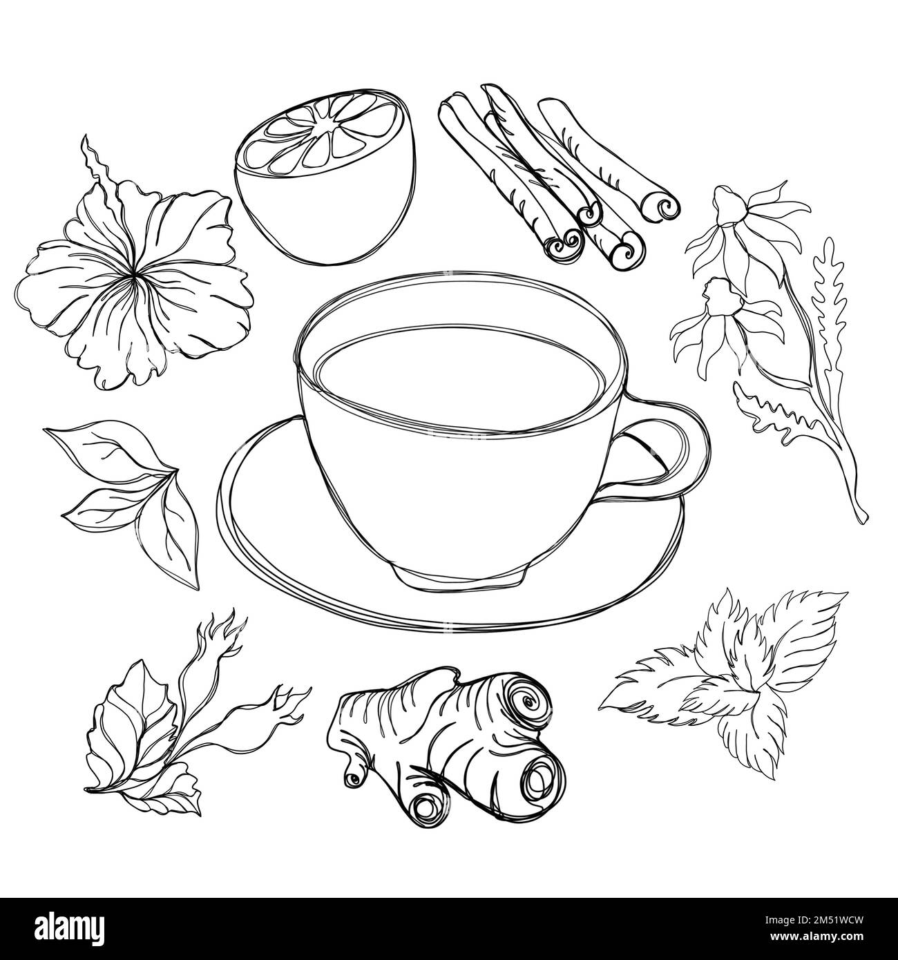 Teesammlung - eine Tasse Tee mit Ingwer, Zitrone, Kamillenblüte, Minzblättern, Zimt und Hibiskus, Strichgrafik Stockfoto