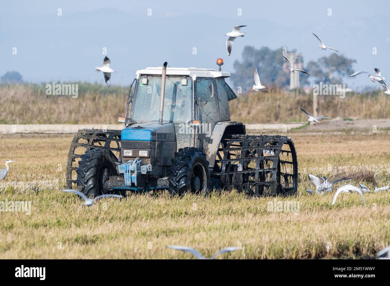 Traktor für Reisfelder, mit Seevögeln fressen, im Winter wegen Überschwemmung des Geländes, der Schlamm, um die Stämme und Überreste der Ernte zu begraben. Ebro Stockfoto