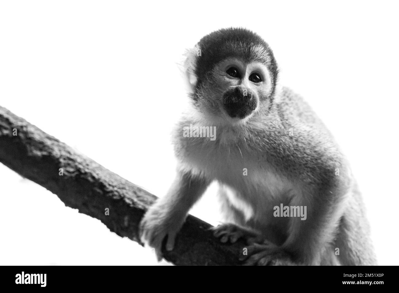 Ein Graustufenfoto eines Eichhörnchenaffen mit schwarzer Kappe, der in freier Wildbahn auf einen Ast geklettert ist Stockfoto