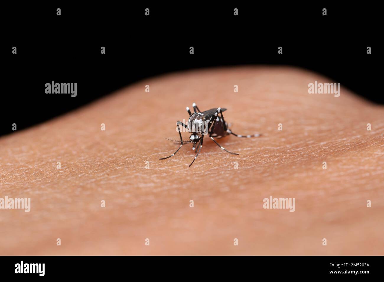 Eine weibliche Dengue-Mücke (Aedes aegypti), die in die Hand beißt Stockfoto