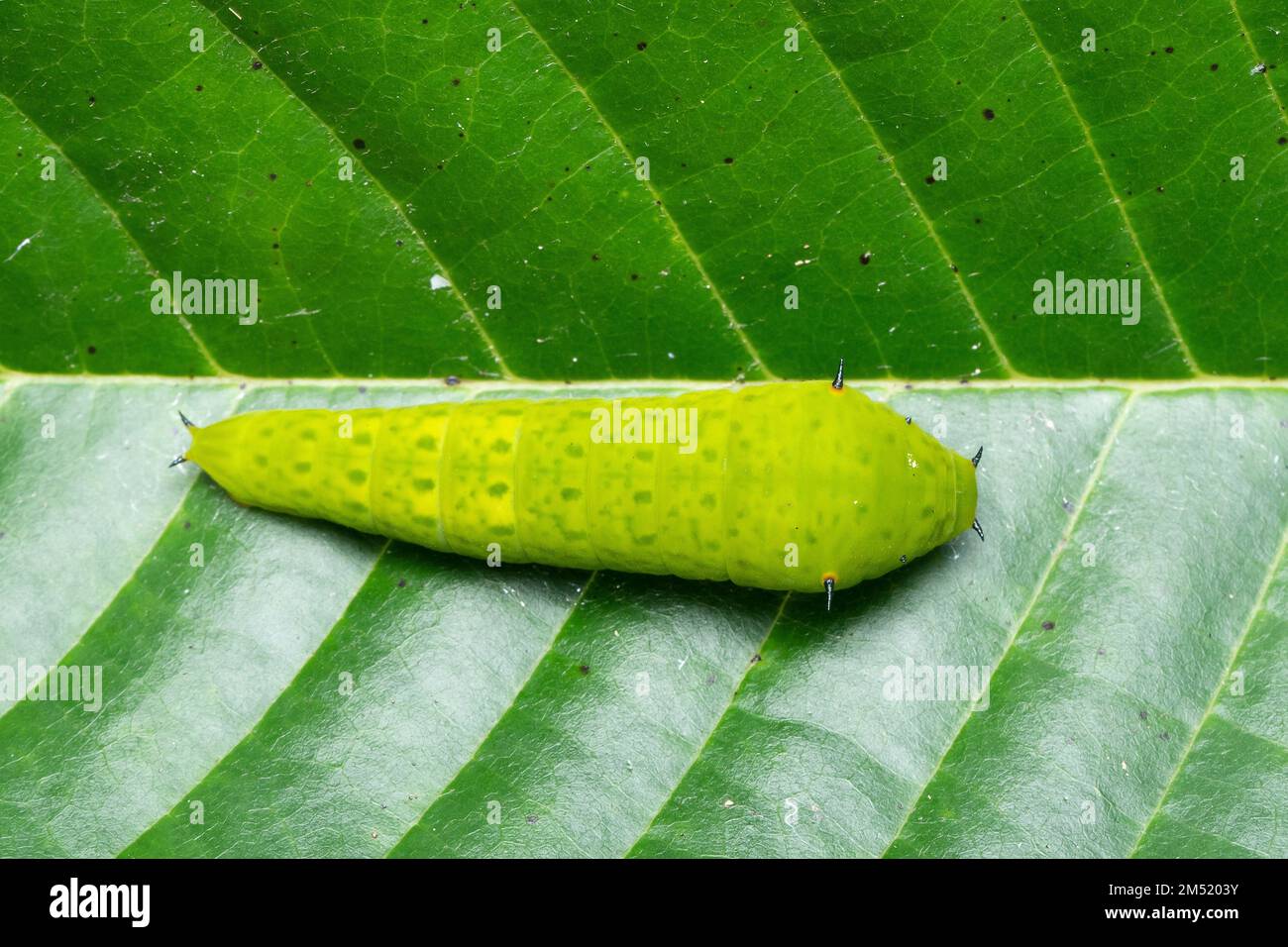 Raupe des Schmetterlings jay (Graphium doson), Satara, Maharashtra, Indien Stockfoto