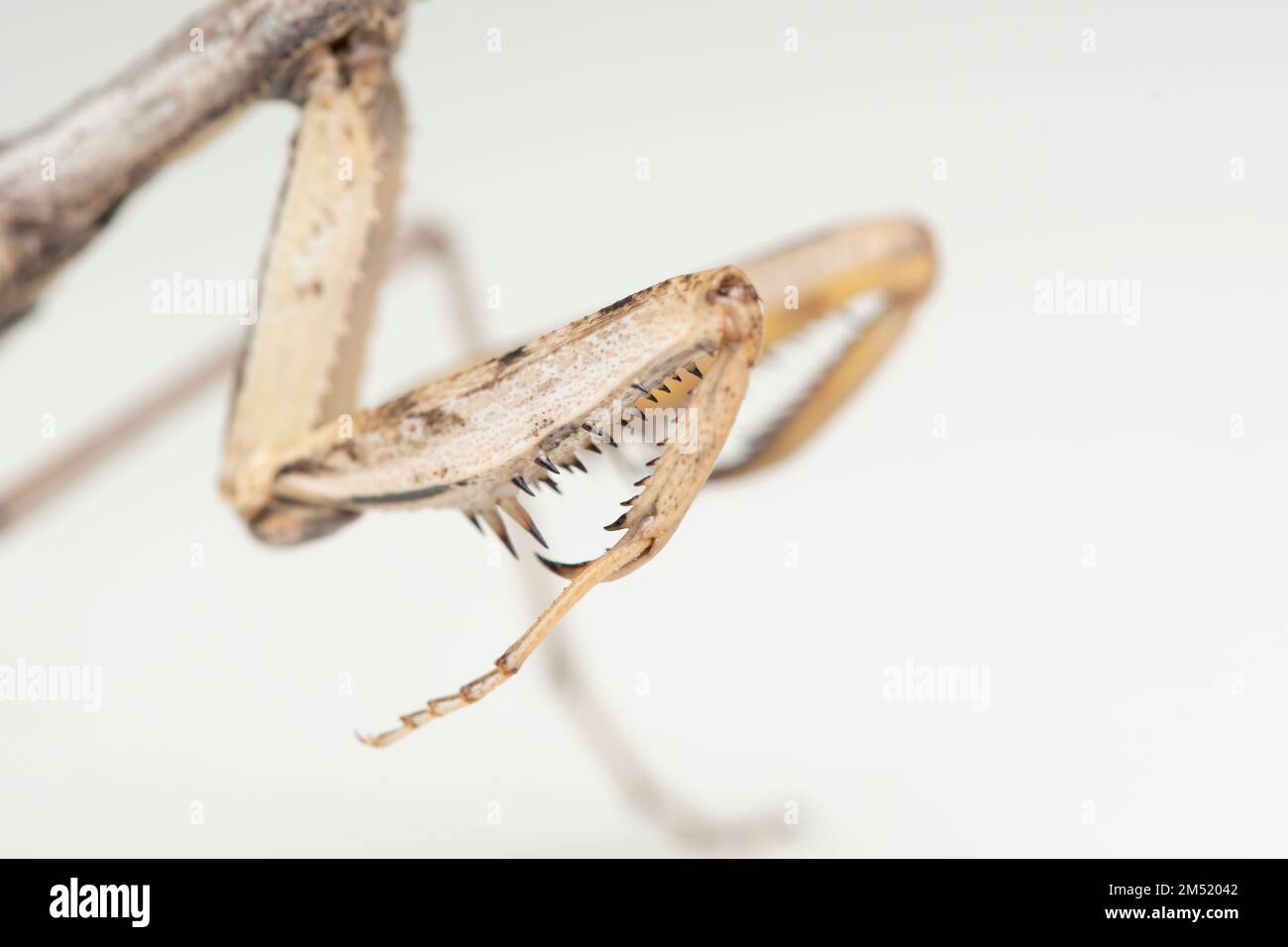 Raptoriale Krallen der Mantis (Iris oratoria) Stockfoto