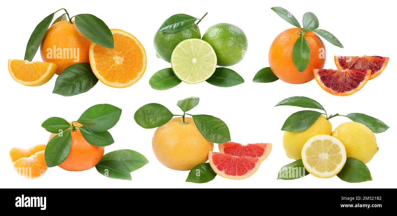 Obstsammlung Orangen Mandarinen Zitronen Grapefruit isoliert auf weißem Hintergrund Stockfoto