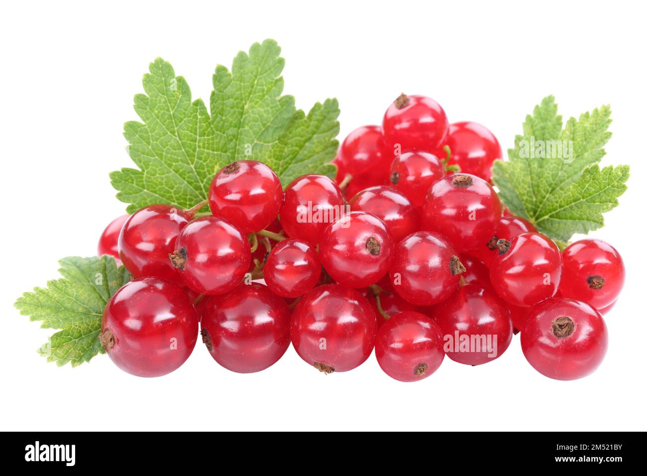 Rote Johannisbeeren Beeren Beeren Beeren Früchte isoliert auf weißem Hintergrund Stockfoto