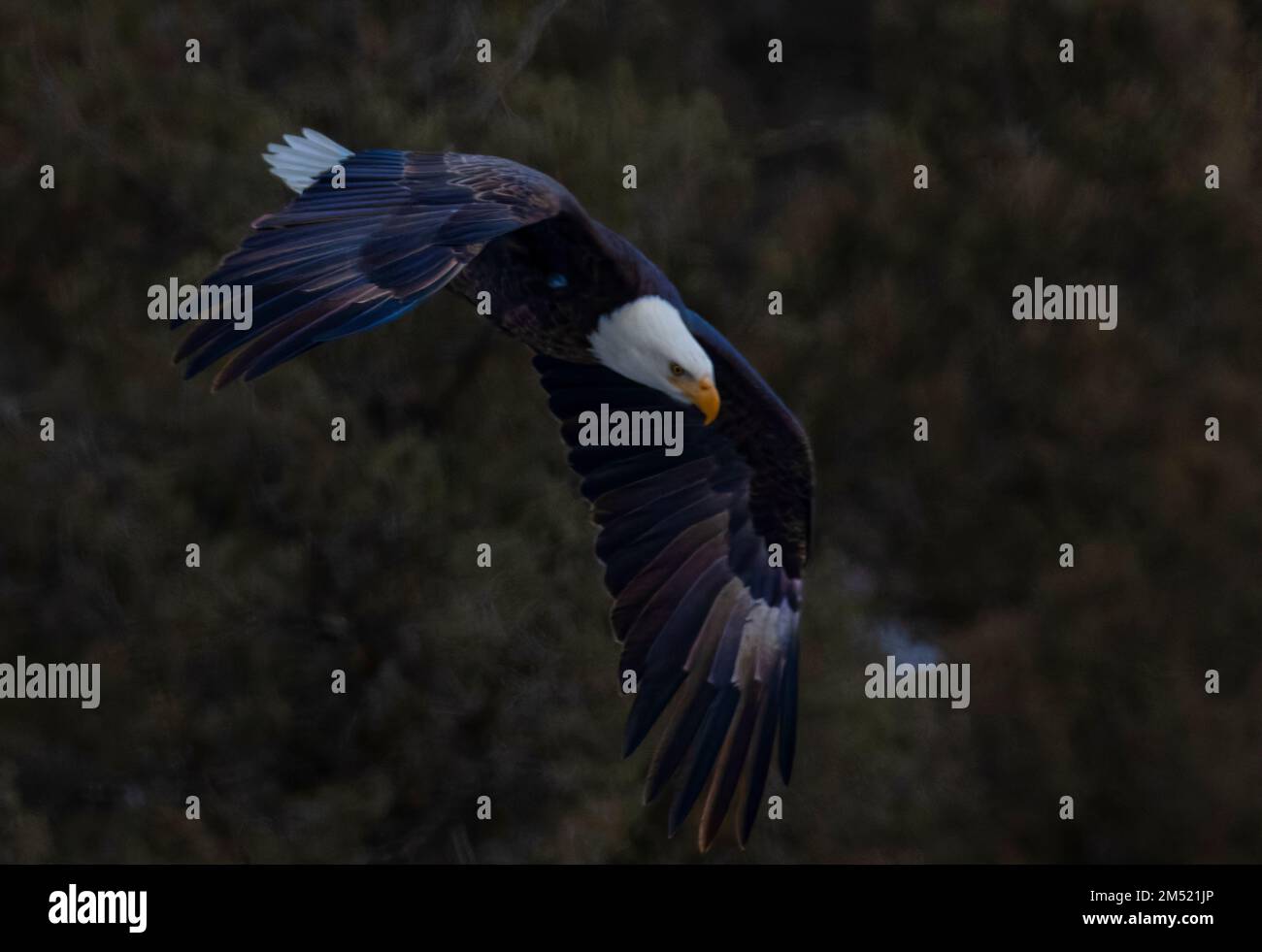 Weißkopfseeadler beim Angeln im South Platte River im Eleven Mile Canyon Colorado Stockfoto