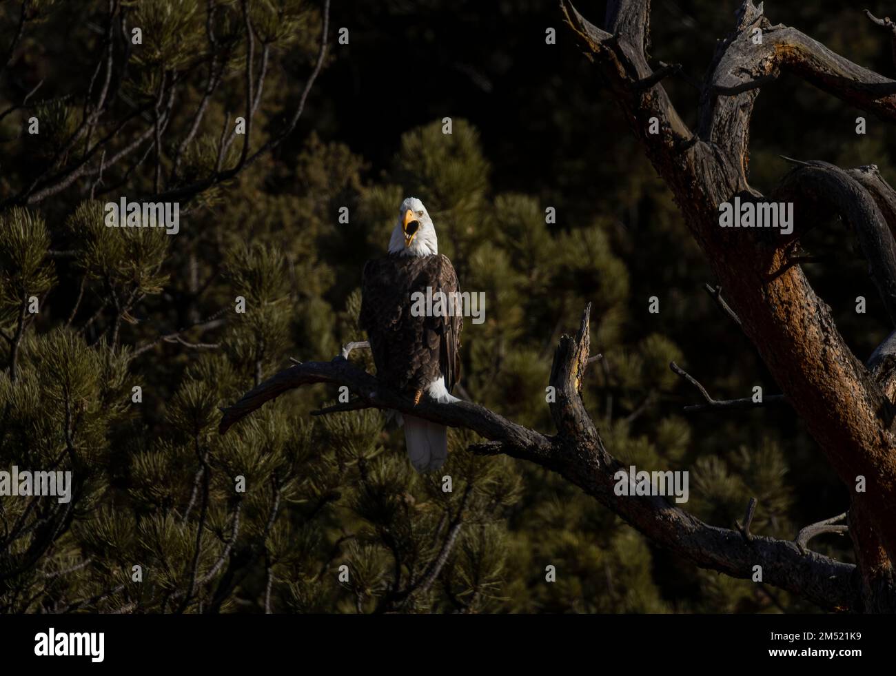 Weißkopfseeadler beim Angeln im South Platte River im Eleven Mile Canyon Colorado Stockfoto