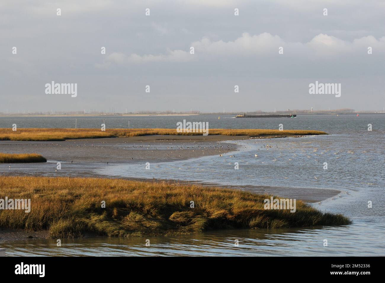 Eine Küstenlandschaft mit Sümpfen und Schlammflächen im westerschelde-Meer an der niederländischen Küste in terneuzen im Winter mit bunten Seegräsern Stockfoto