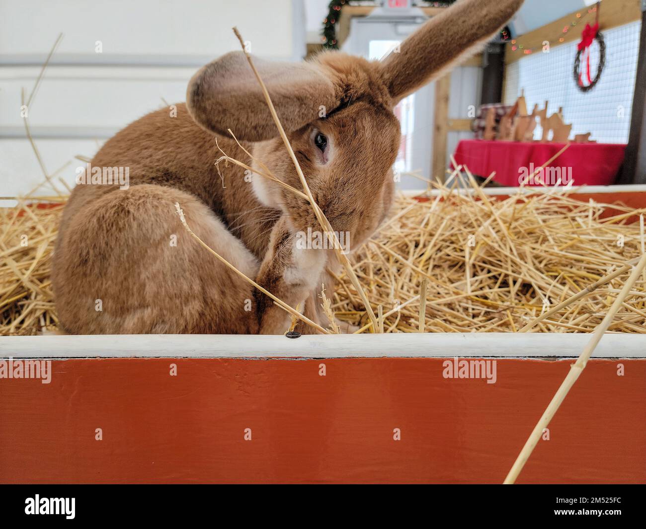 Süßes braunes Kaninchen putzt seine Pfote in einer Weihnachtsscheune Stockfoto