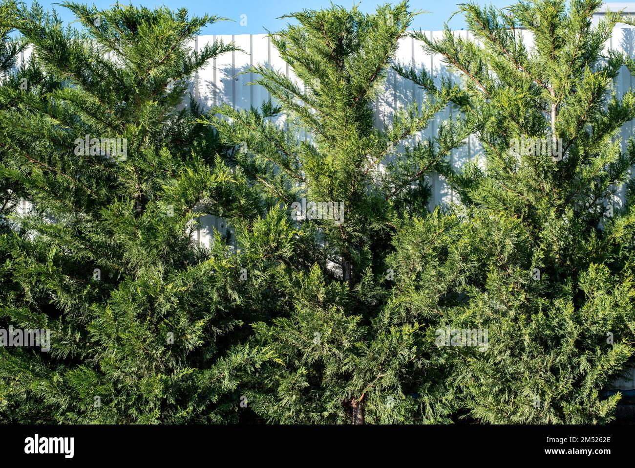 Die LeylandZypresse, die oft einfach als Leylandii wird