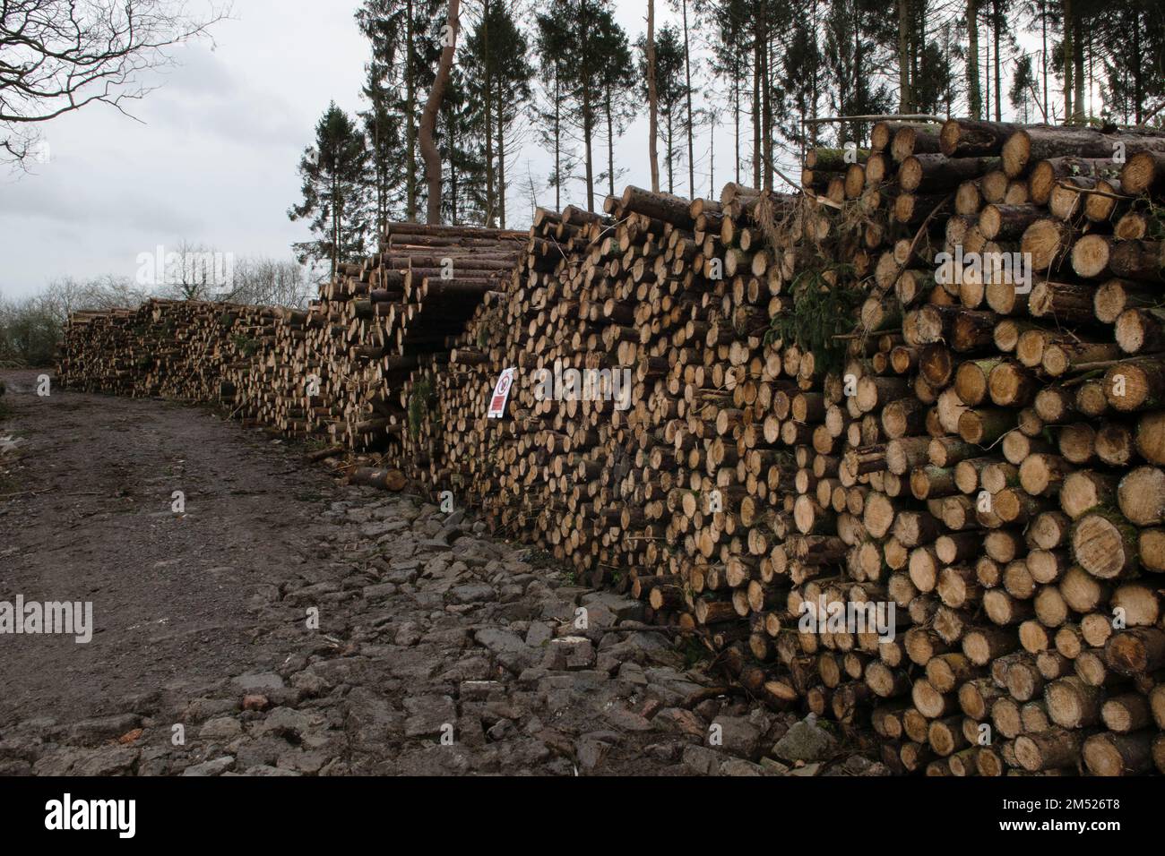 Timber, Bays Wood, Wickwar, Gloucestershire, England, UK Stockfoto