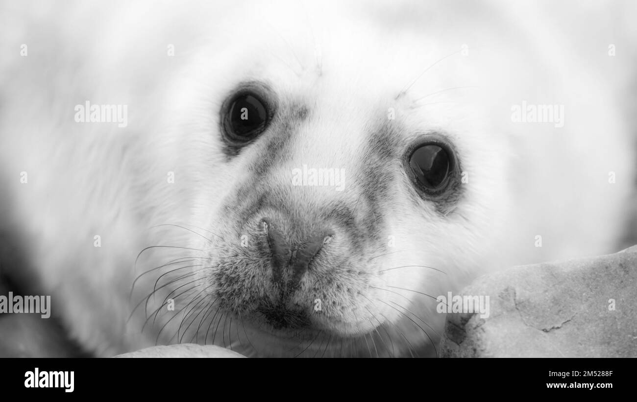 Grey seal pup Stockfoto