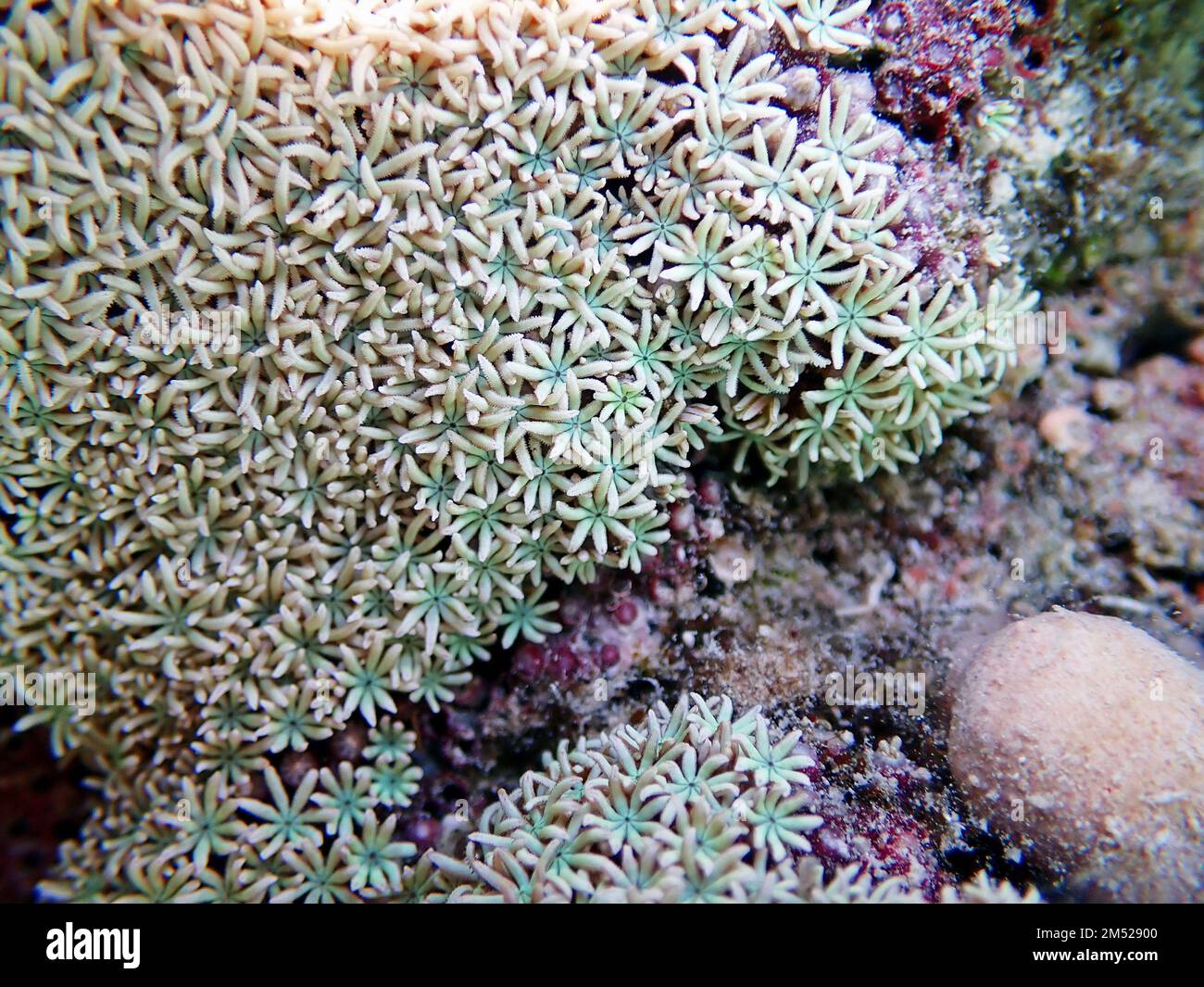 Orgelpfeifenkorallen (Tubipora musica) Stockfoto