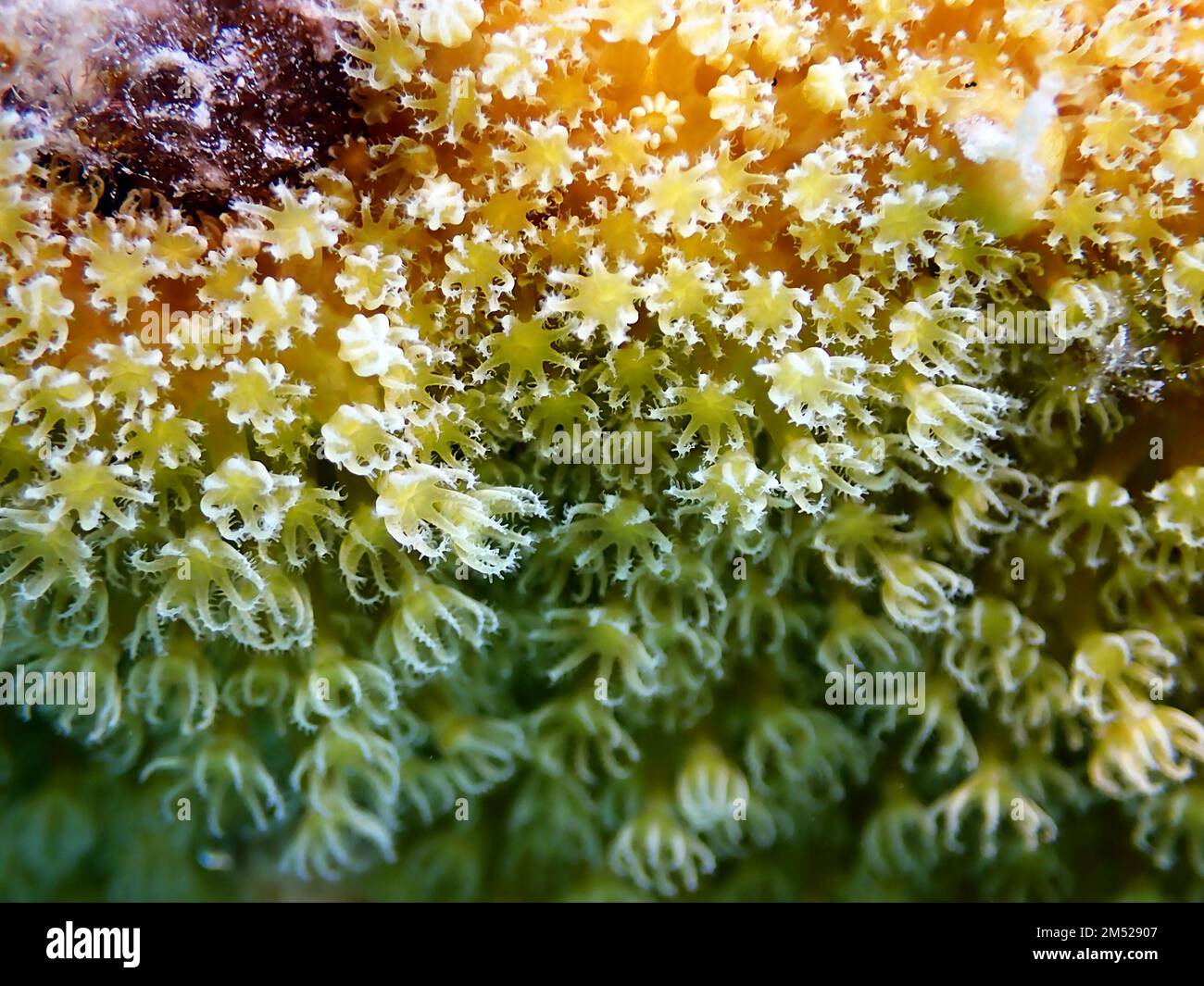 Orgelpfeifenkorallen (Tubipora musica) Stockfoto