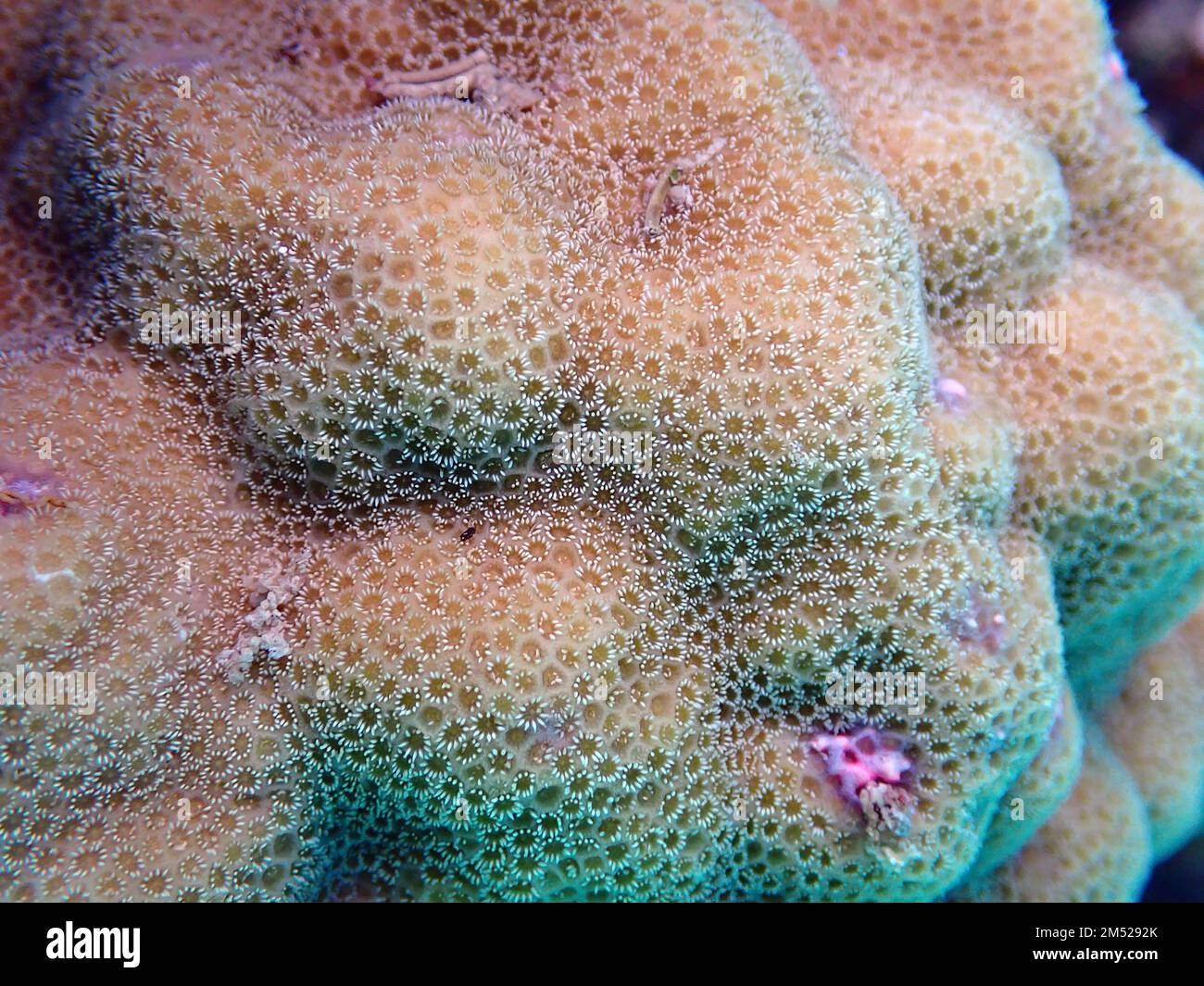 Goniastrea-Long-Polyp-Steinkorallenphotographie Stockfoto