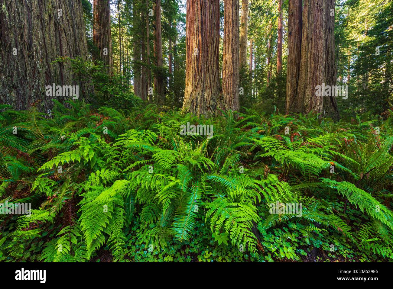 Lady Bird Johnson Grove, Redwood-Nationalpark, Kalifornien, USA Stockfoto
