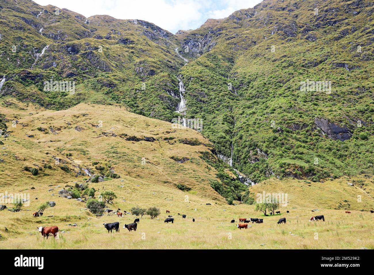 Weide und Wasserfälle - Neuseeland Stockfoto