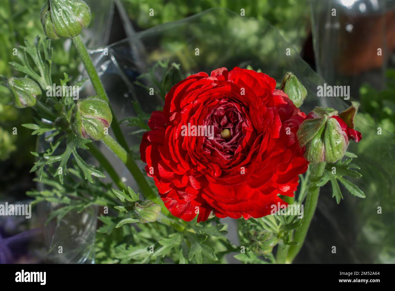 Blühende schöne bunte natürliche Blume in Aussicht Stockfoto