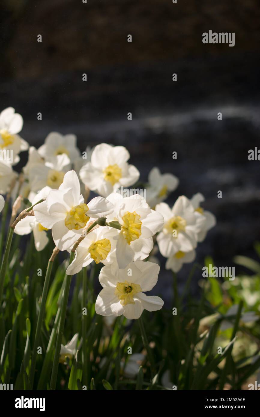 Blühende schöne bunte natürlichen Blumen in Aussicht Stockfoto