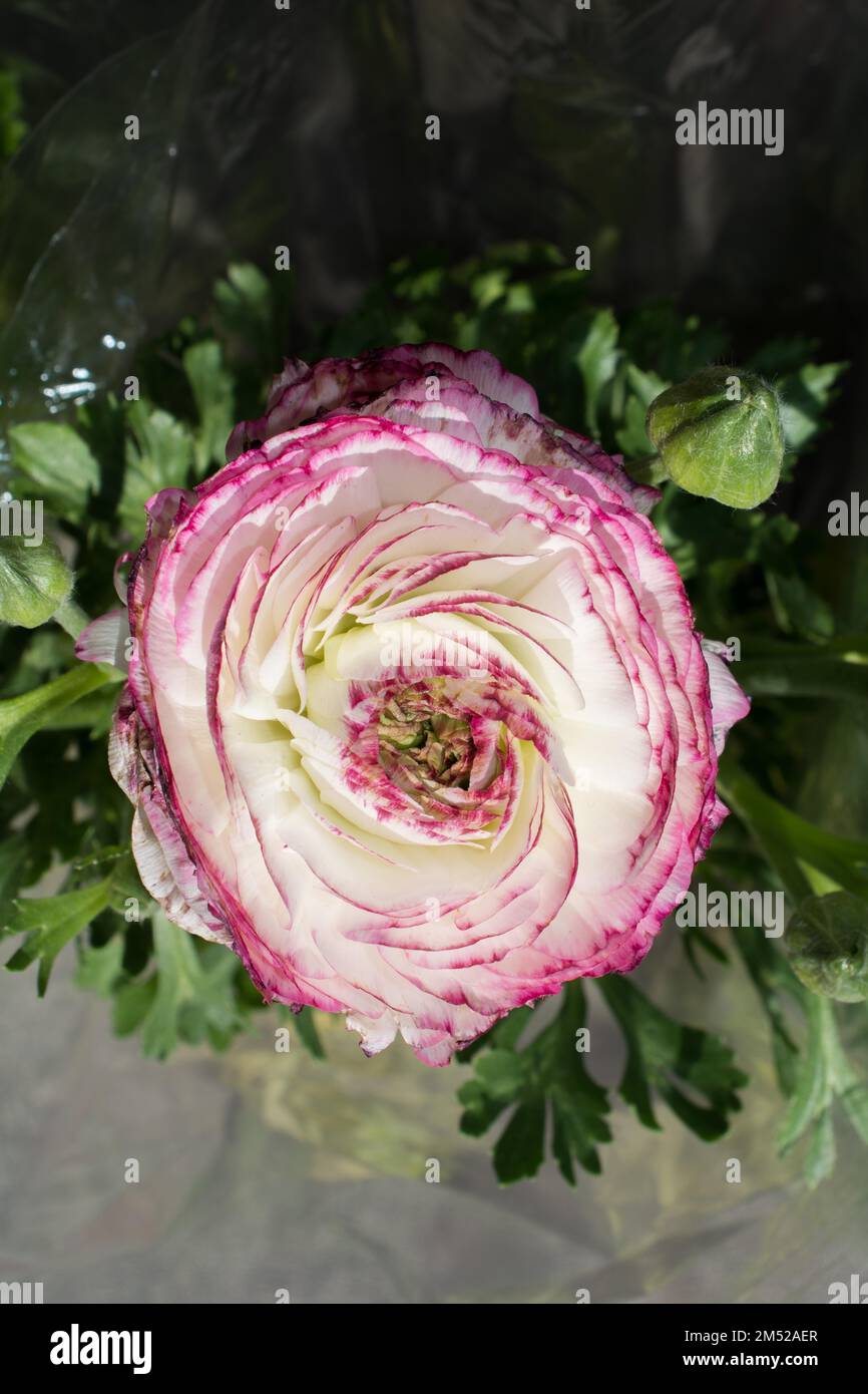 Blühende schöne bunte natürliche Blume in Aussicht Stockfoto
