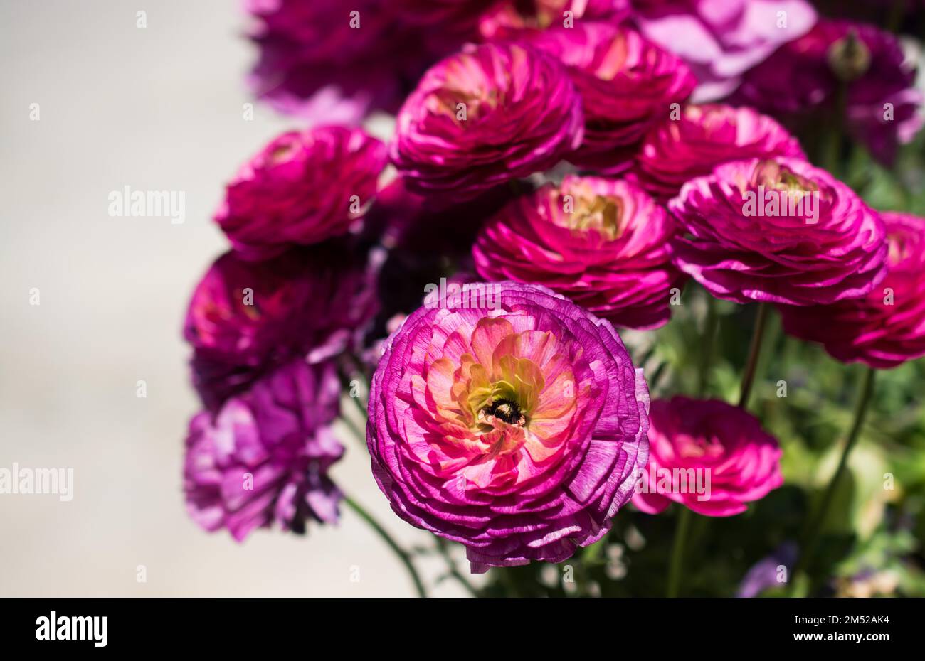 Blühende schöne bunte natürlichen Blumen in Aussicht Stockfoto