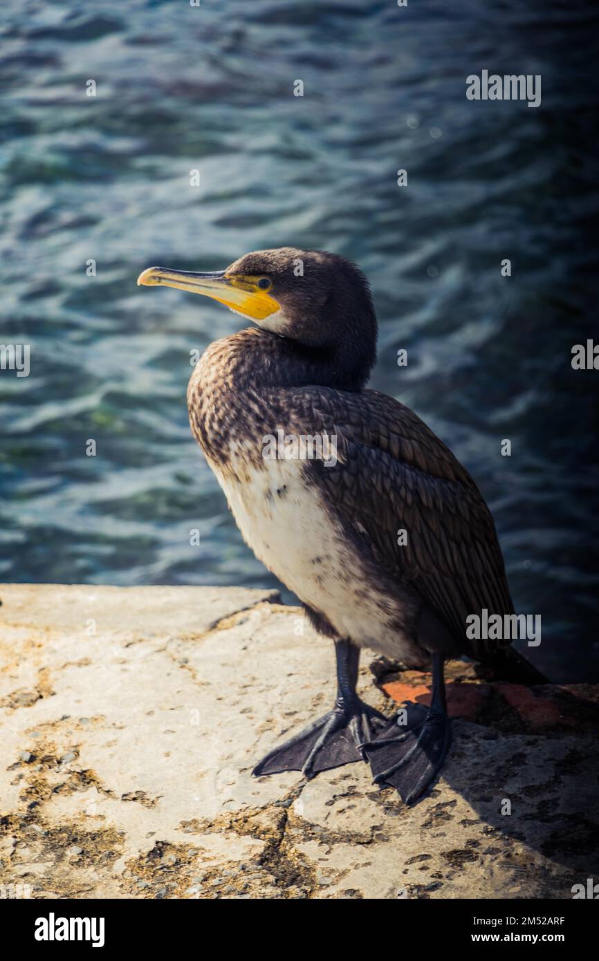 Süße Vogel als Bild der Tierwelt und Natur Stockfoto