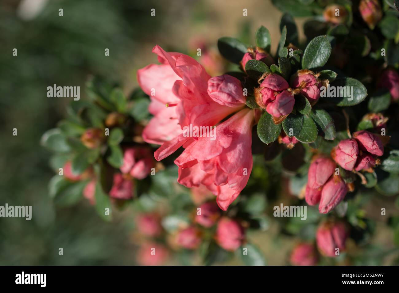 Blühende schöne bunte natürlichen Blumen in Aussicht Stockfoto