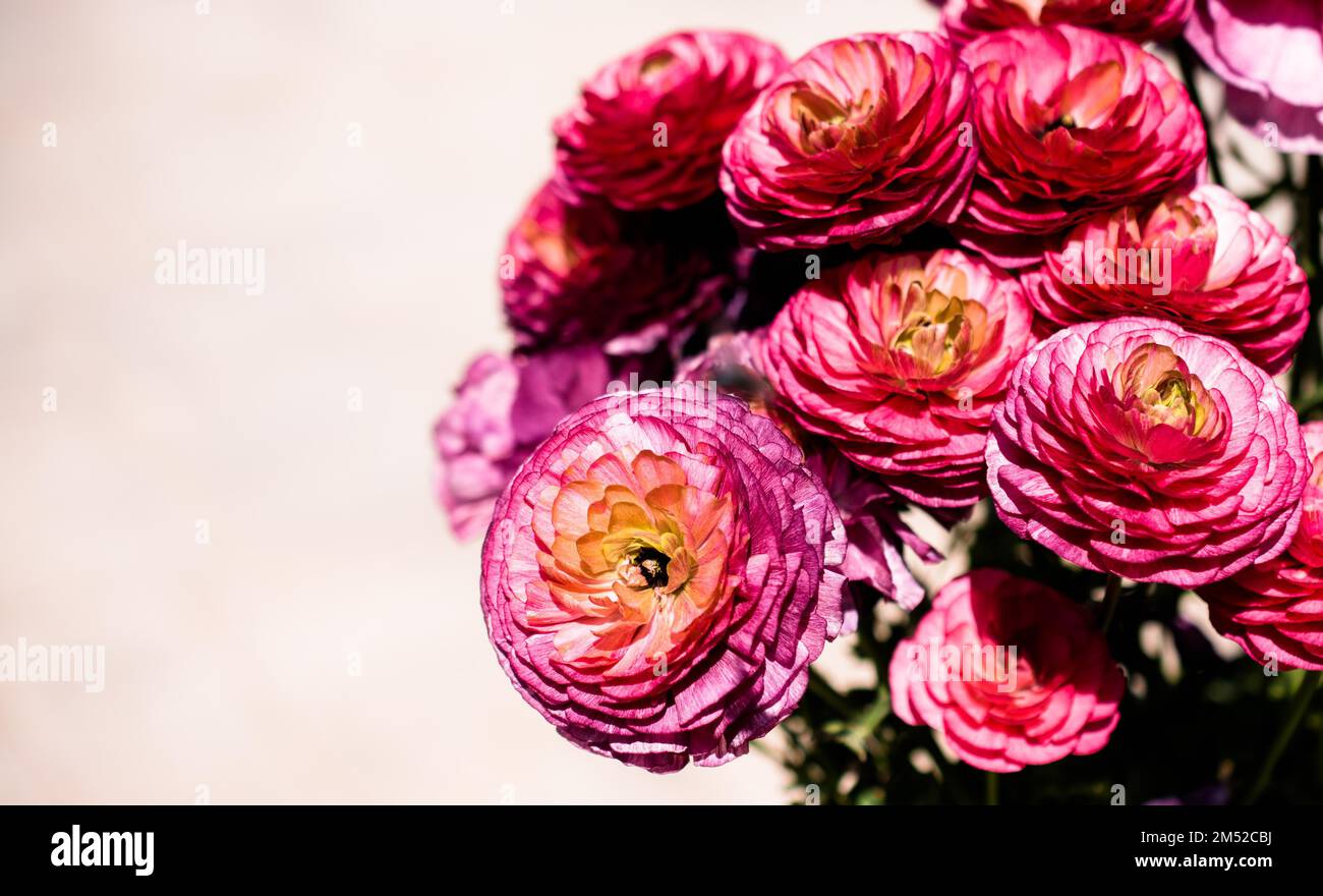Blühende schöne bunte natürlichen Blumen in Aussicht Stockfoto