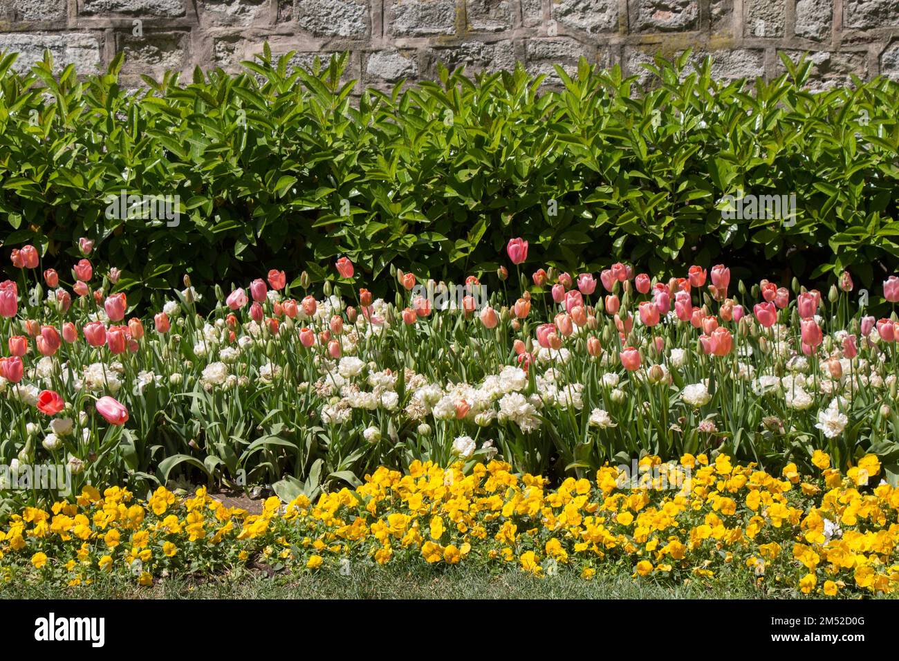 Blühende schöne bunte natürlichen Blumen in Aussicht Stockfoto