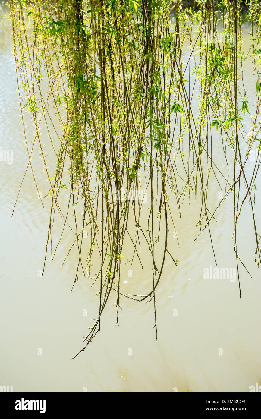 Grüne Blätter als Natur Hintergrund Textur Stockfoto