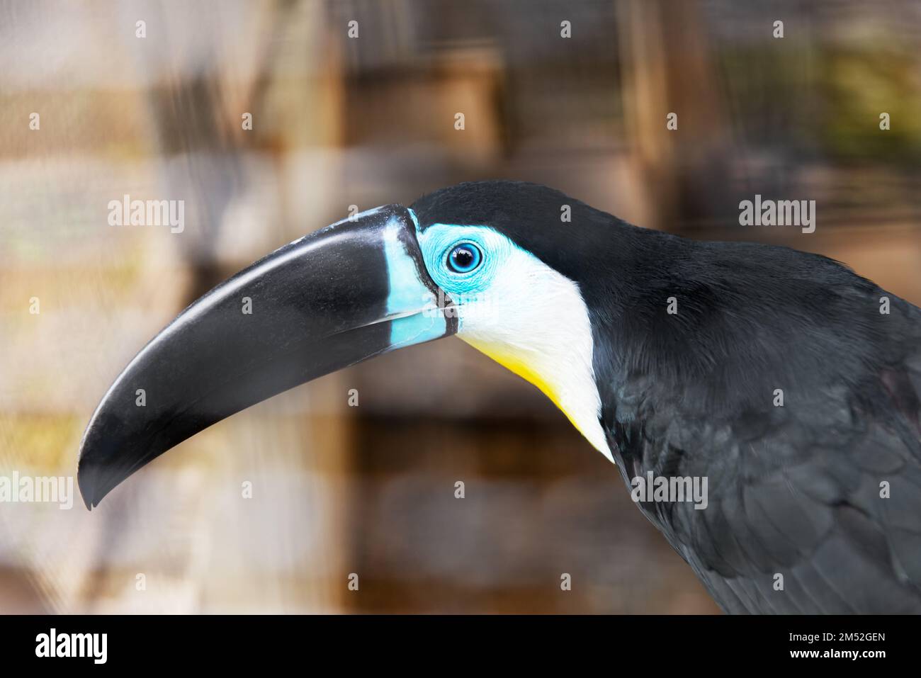 Toukanischer Vogel im Zoo vom Aussterben bedrohter tropischer Vogel bunter schwarzer Schnabel Stockfoto