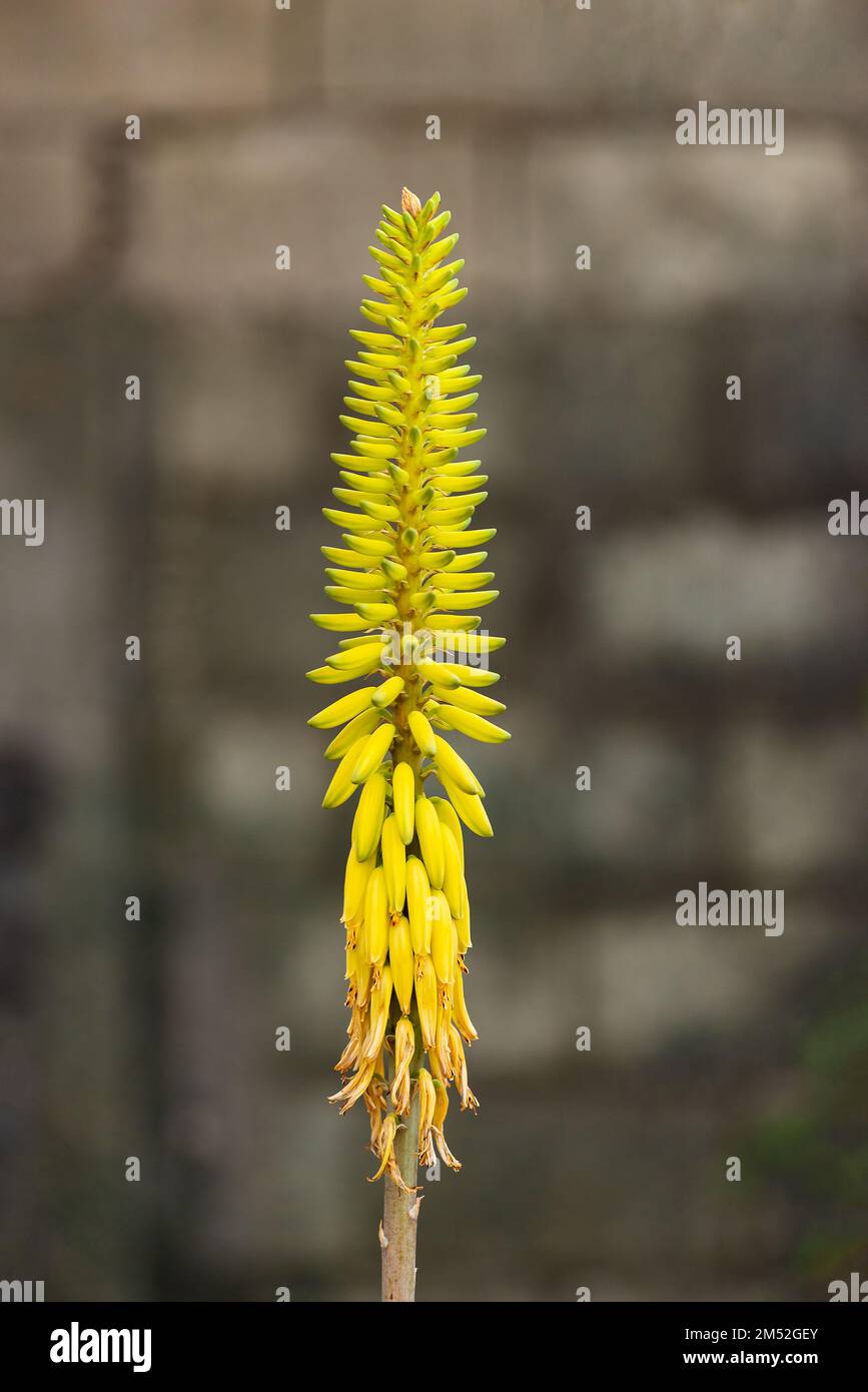 Die gelbe Blume Aloe Vera im blühenden Feuerwerk sieht ähnlich aus und ist farbenfroh Stockfoto