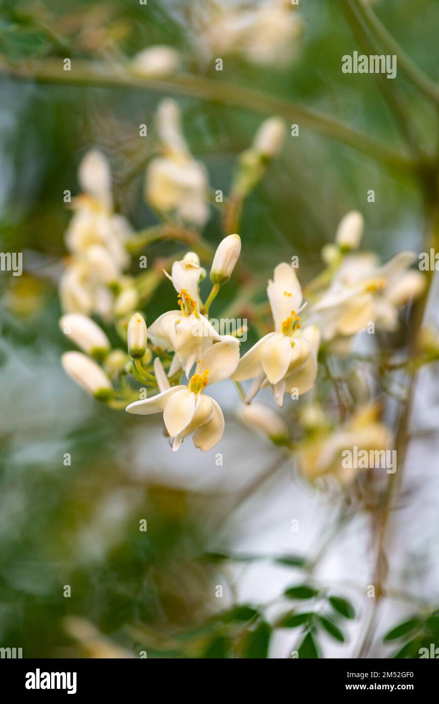 Moringa oleifera-Blüten in Blüte, Tropenbaum, Superfood-Heilpflanze Stockfoto
