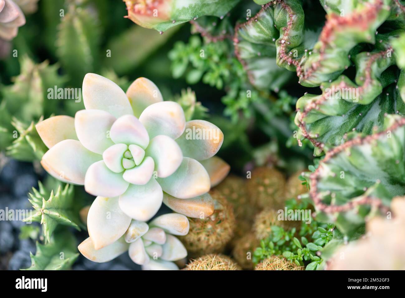Saftiger Topf echeveria Korallen wie Kaktus Rosetten Pastellfarbe Stockfoto
