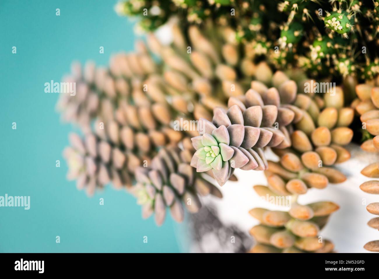 Sedum adolphii Blütentopf hängt warm glühend goldene Stunde Nahaufnahme Grapelike Rosette geformte, schnell wachsende saftige Pflanze Stockfoto