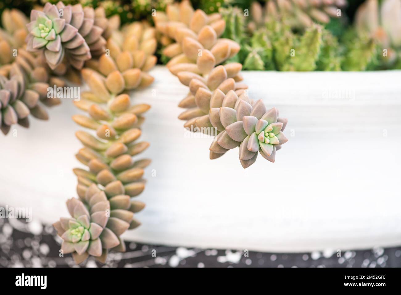 Sedum adolphii Blütentopf hängt warm glühend goldene Stunde Nahaufnahme Grapelike Rosette geformte, schnell wachsende saftige Pflanze Stockfoto