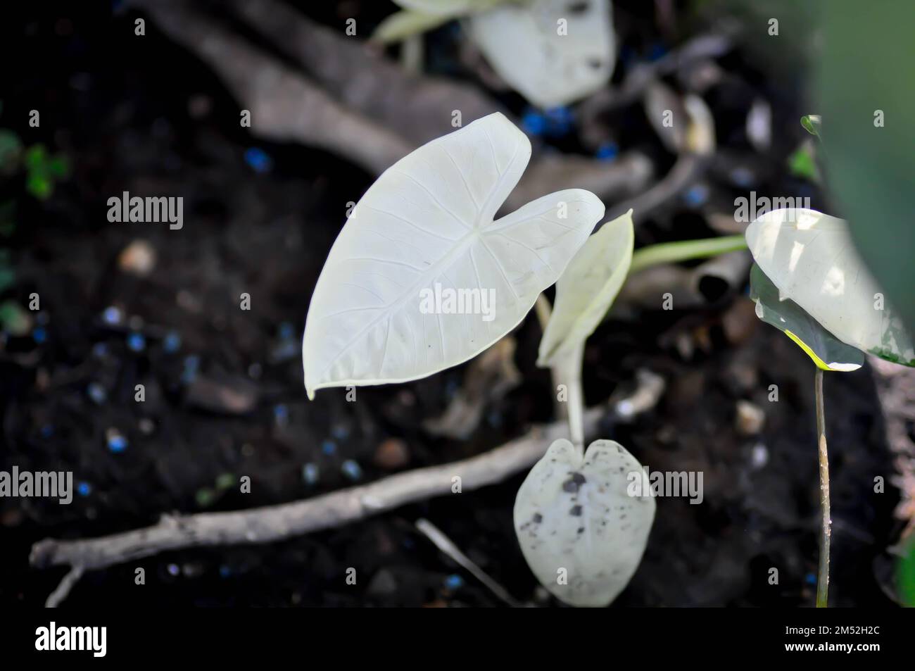 Alocasia, Alocasia macrorrhizos oder Alocasia plant oder bicolor