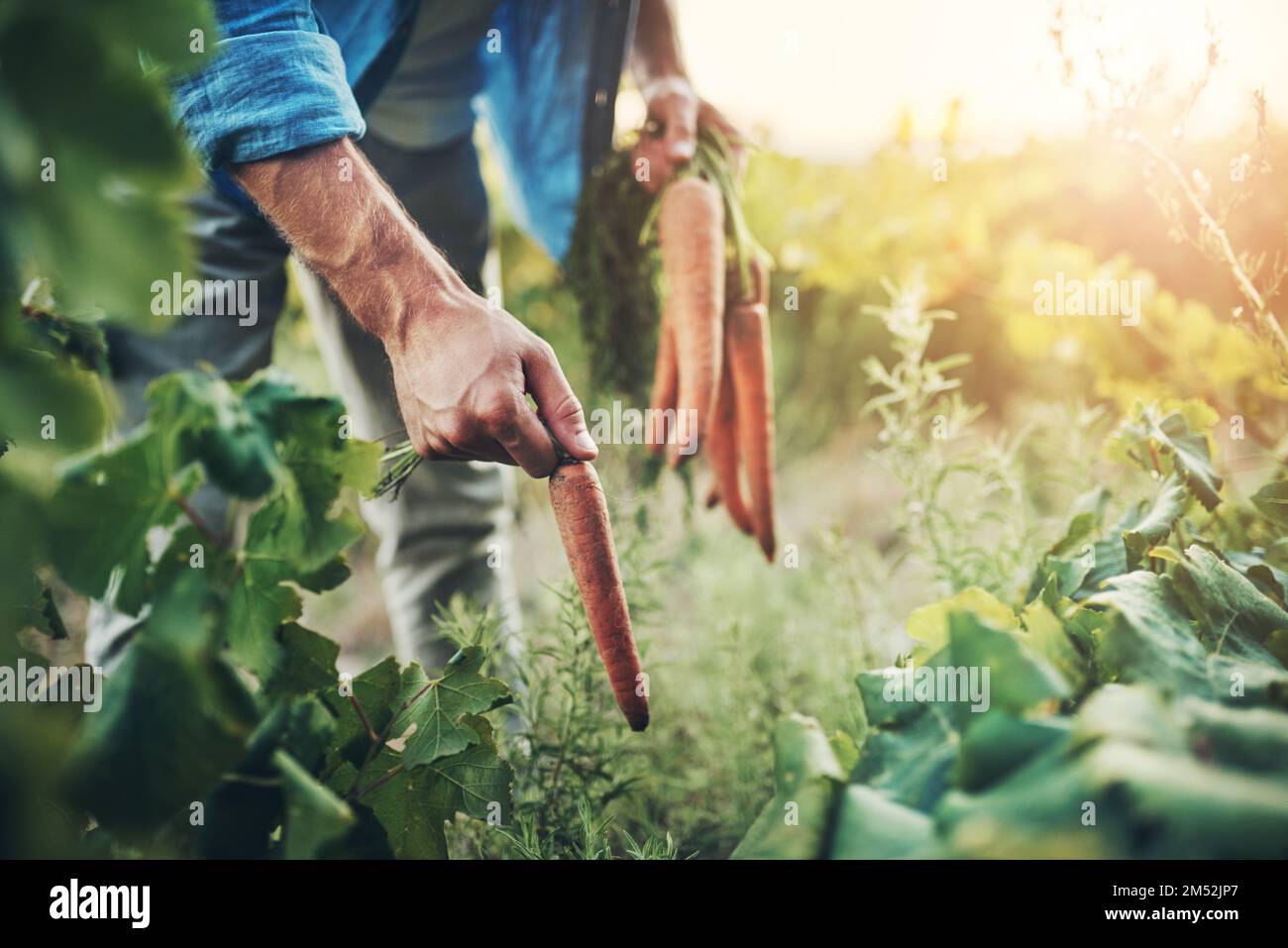 Vom Land leben. Ein unerkennbarer Mann, der Karotten pflückt, mit grüner Vegetation im Hintergrund. Stockfoto