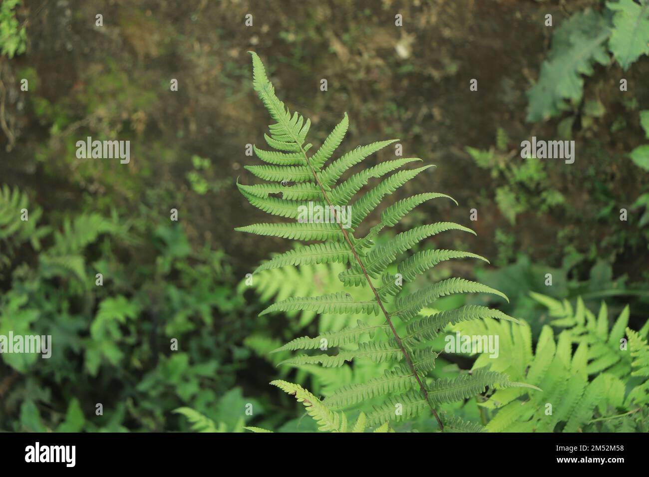 Wunderschöner Farn hinterlässt einen Hintergrund Stockfoto