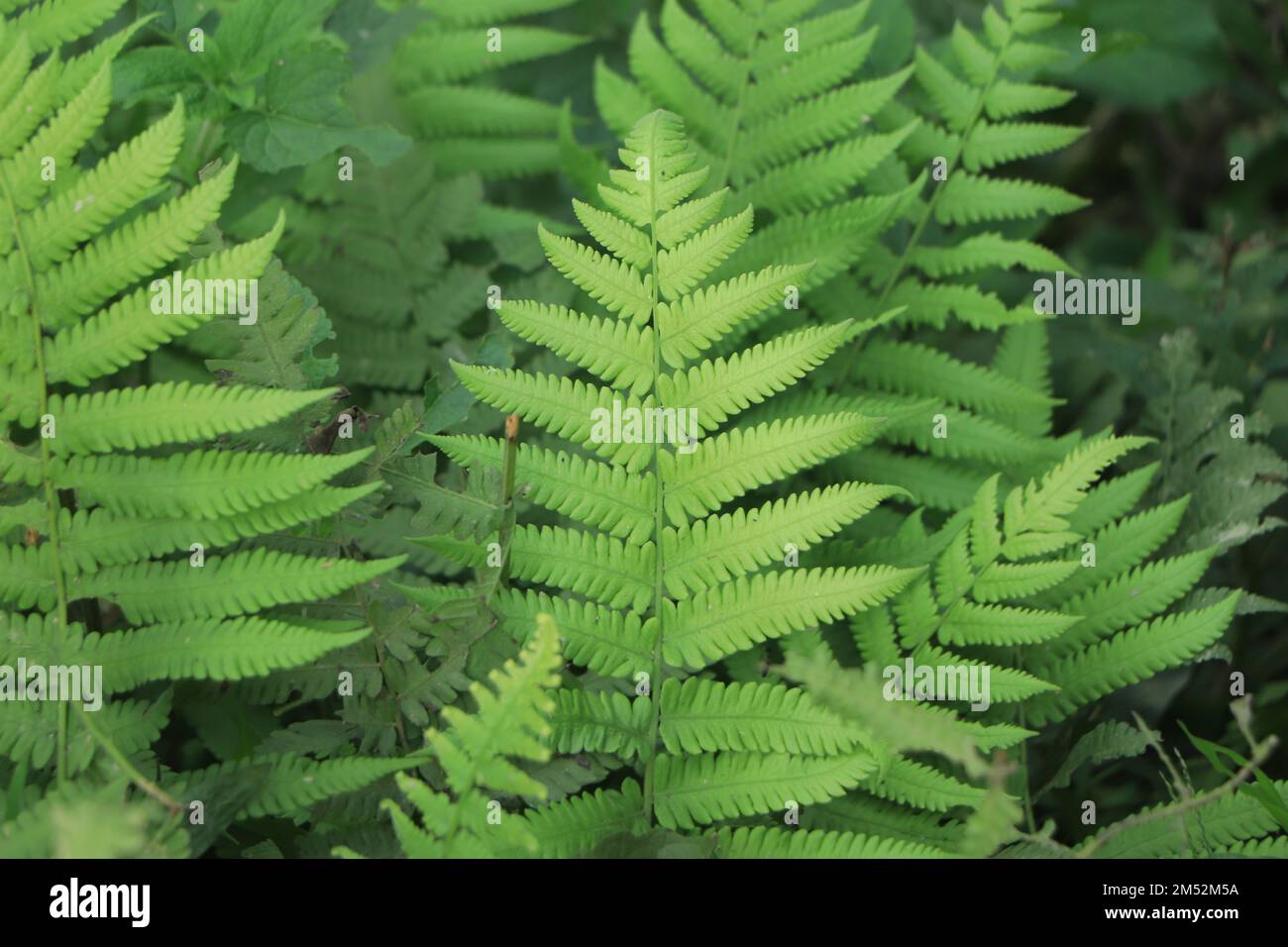 Wunderschöner Farn hinterlässt einen Hintergrund Stockfoto