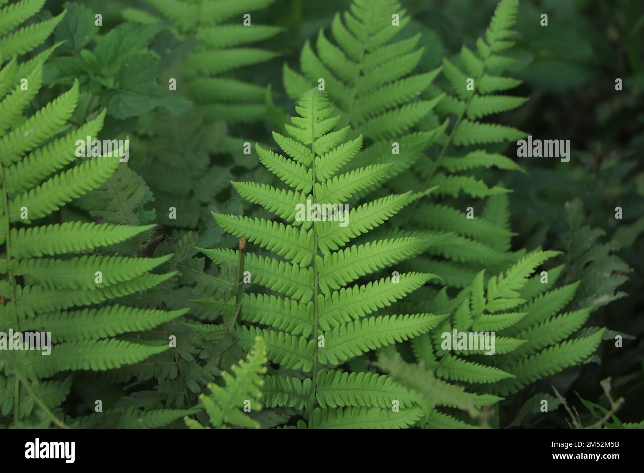 Verschiedene grüne Farnblätter Stockfoto