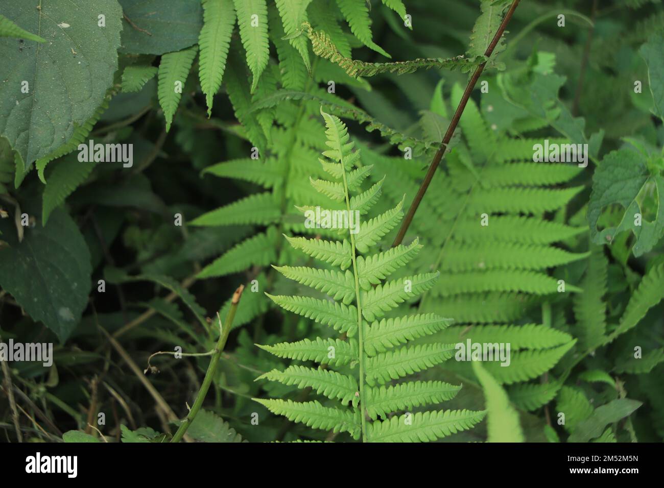 Wunderschöner Farn hinterlässt einen Hintergrund Stockfoto