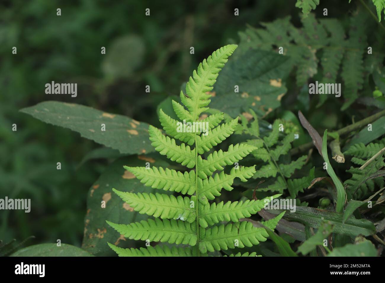 Perfektes natürliches Farnmuster. Schöner Hintergrund mit jungen grünen Farnblättern gemacht. Stockfoto