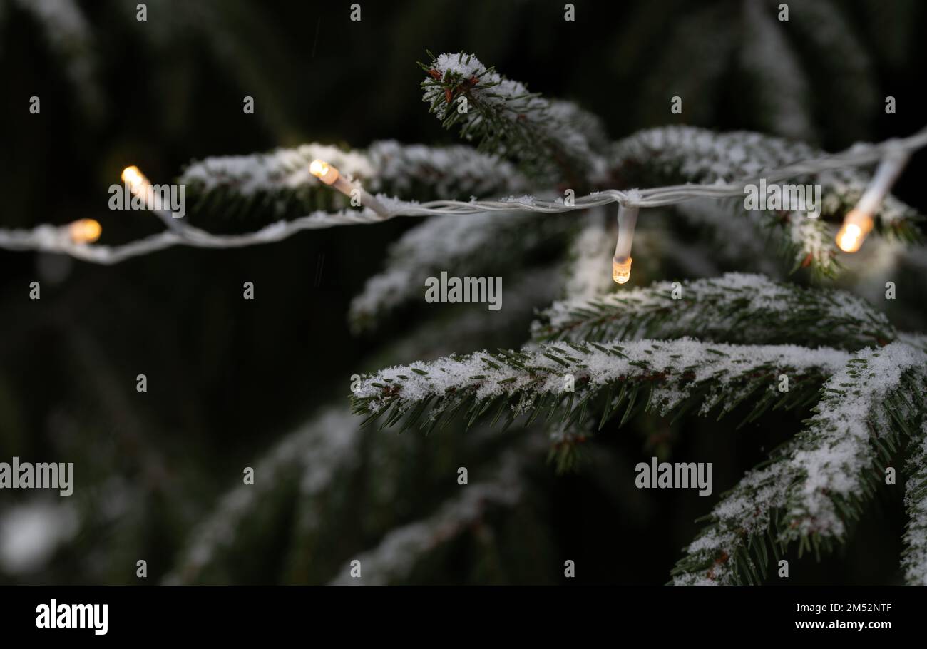 Eine Girlande mit elektrischen Lichtern, die im Dunkeln leuchten, hängt auf einem verschneiten Zweig einer Tanne. Der Schnee fällt Stockfoto