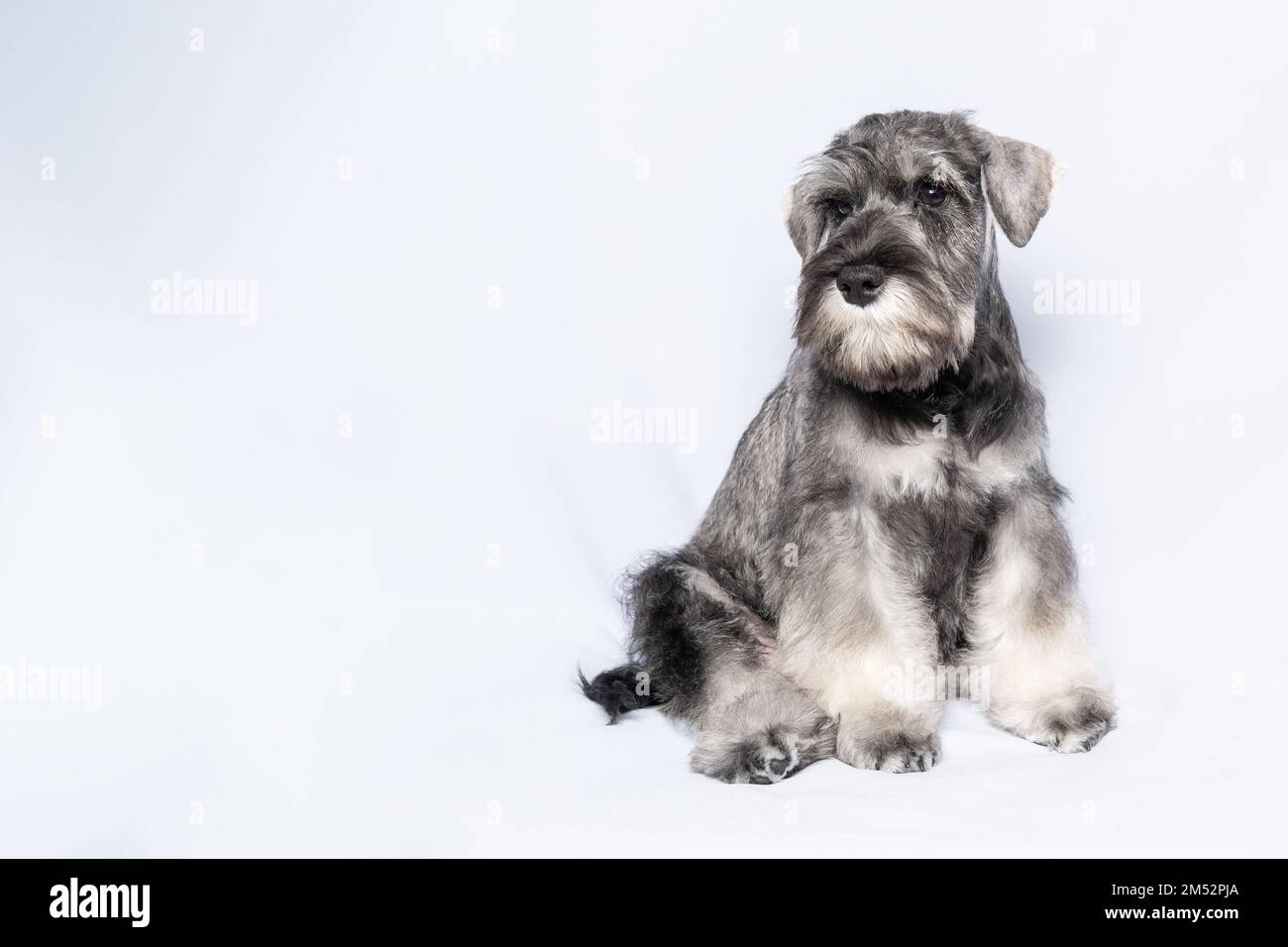 Schnauzer Hund weiß-grau sitzt und schaut Sie auf einem weißen Hintergrund an, Kopierraum. Trauriger Welpe Miniatur Schnauzer. Nahaufnahme Porträt eines Hundes auf einem weißen Stockfoto